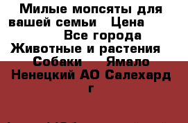 Милые мопсяты для вашей семьи › Цена ­ 20 000 - Все города Животные и растения » Собаки   . Ямало-Ненецкий АО,Салехард г.